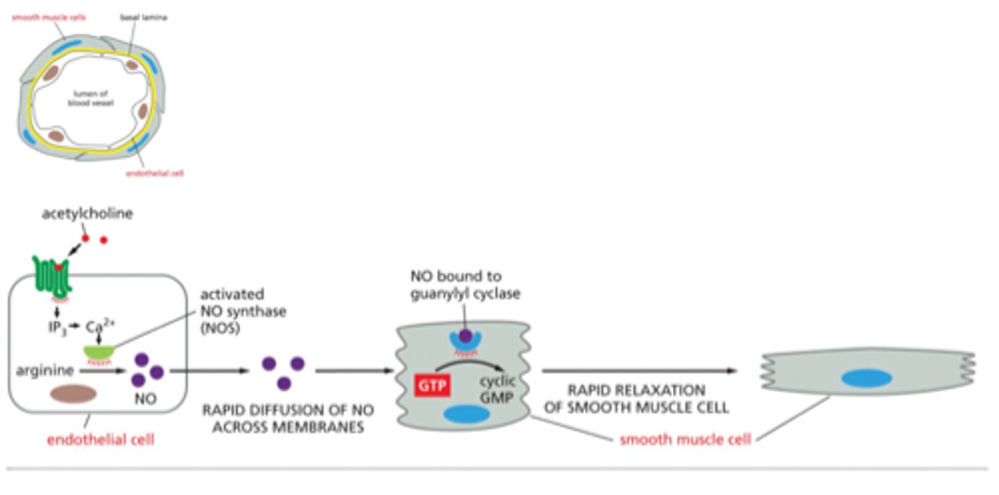 <p>enzyme that catalyzes transformation of GTP to cyclic GMP</p><p>allows for muscle relaxtion</p><p>nitric oxide binds to guanylyl cyclase to make cGMP</p>