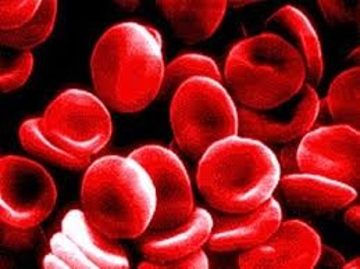 <p>Red Blood Cells</p>
