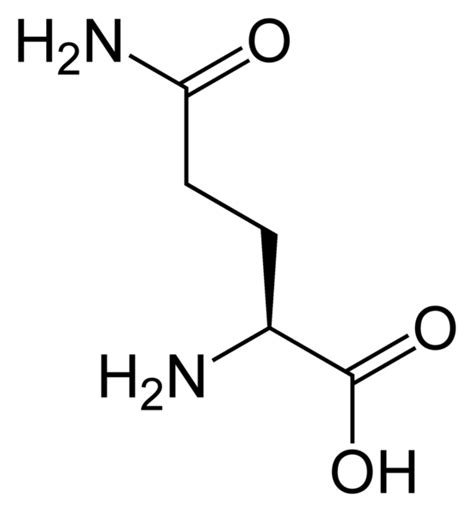 <ul><li><p>Longer amide side chain</p></li><li><p>Polar, uncharged</p></li><li><p><strong>Nitrogen transport</strong></p></li></ul><p></p>