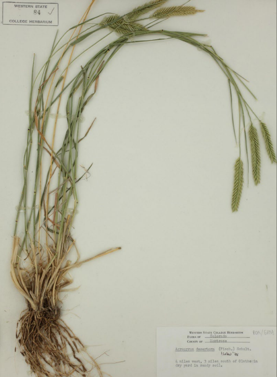 <p>Spikelets comb-like</p><p>Glumes small and narrow, taper to short awn</p>