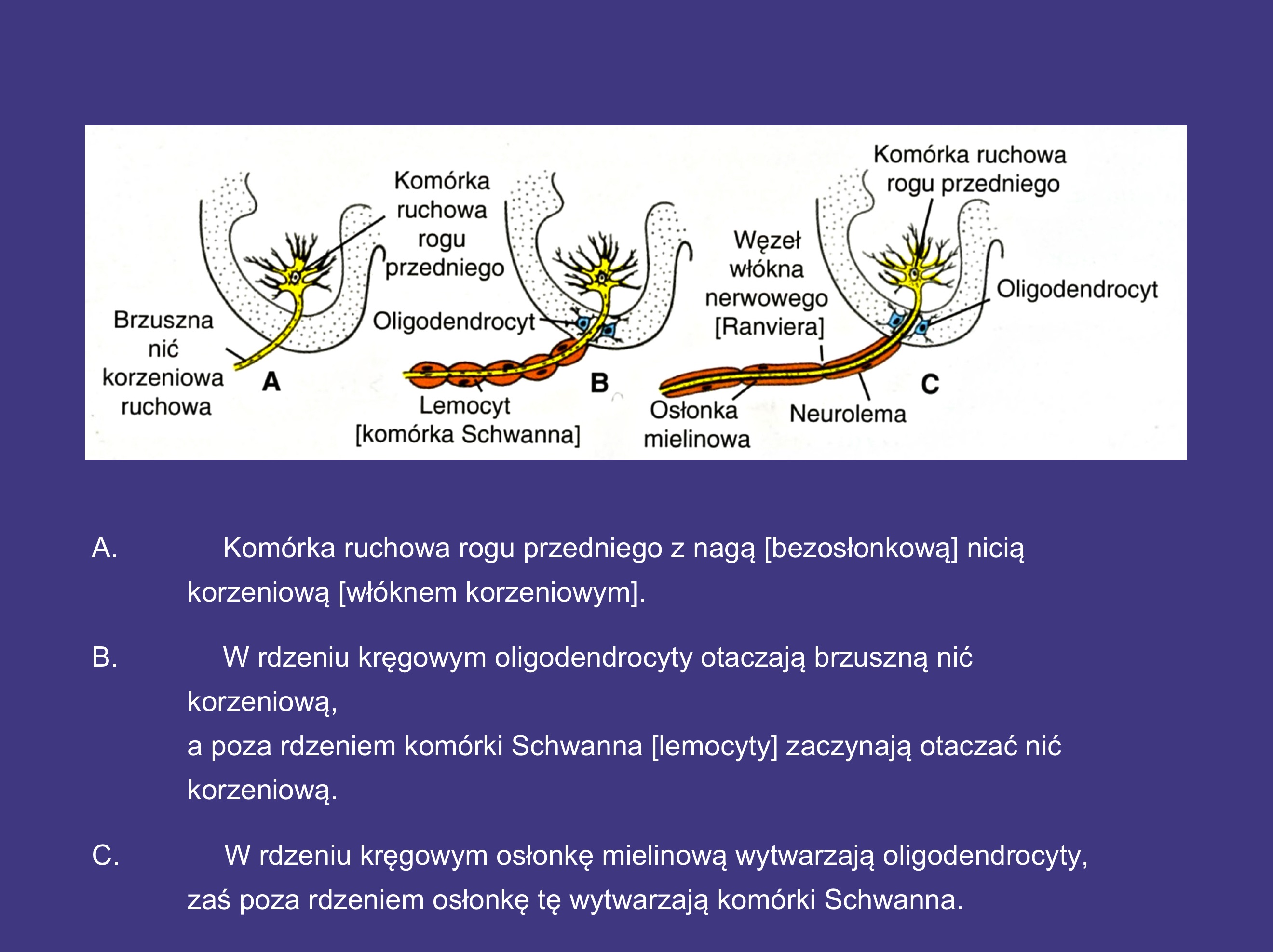 <p>zaczynają swoją funkcję</p>