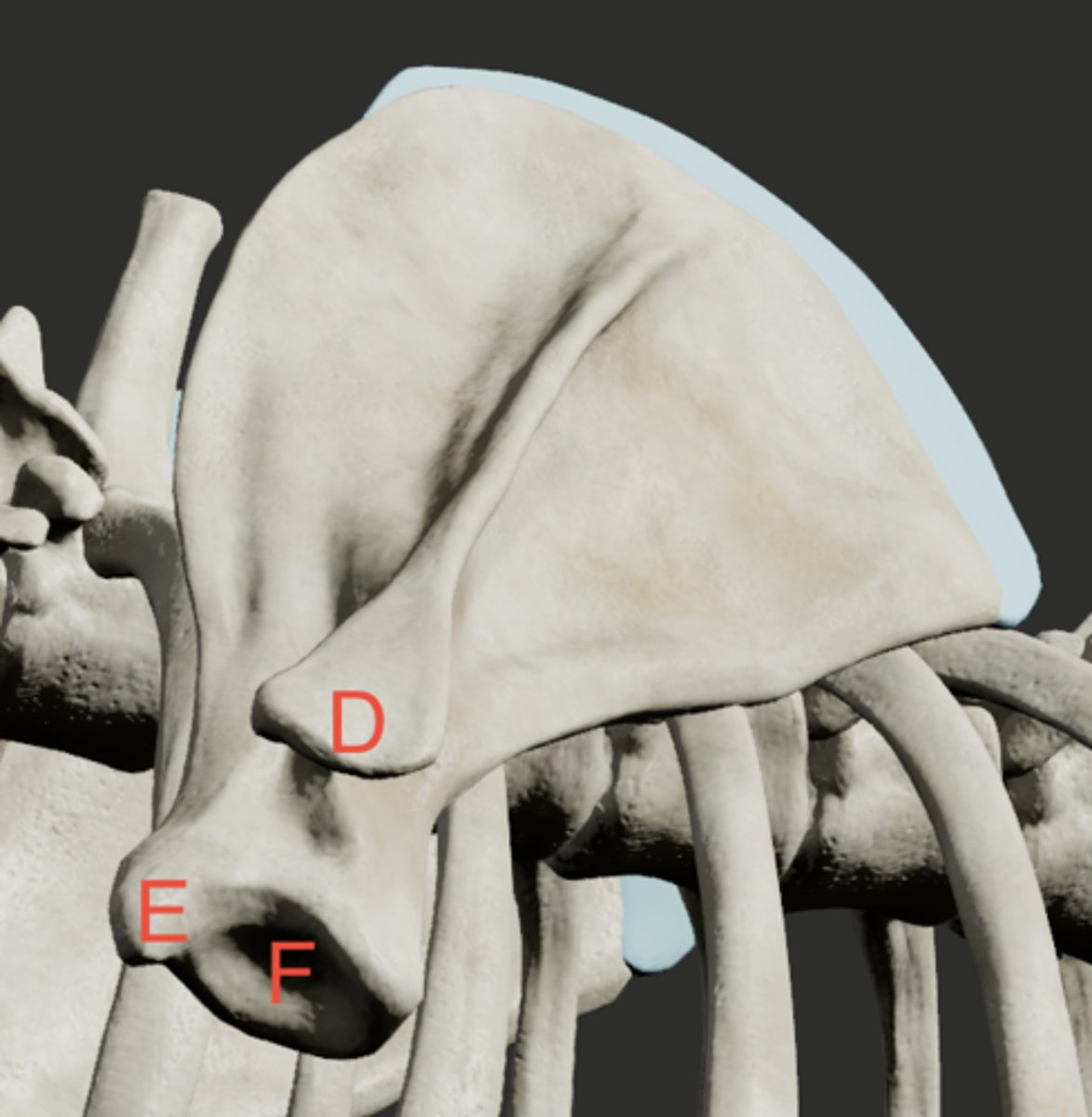 <p>What structure is labeled as F in this picture?</p>