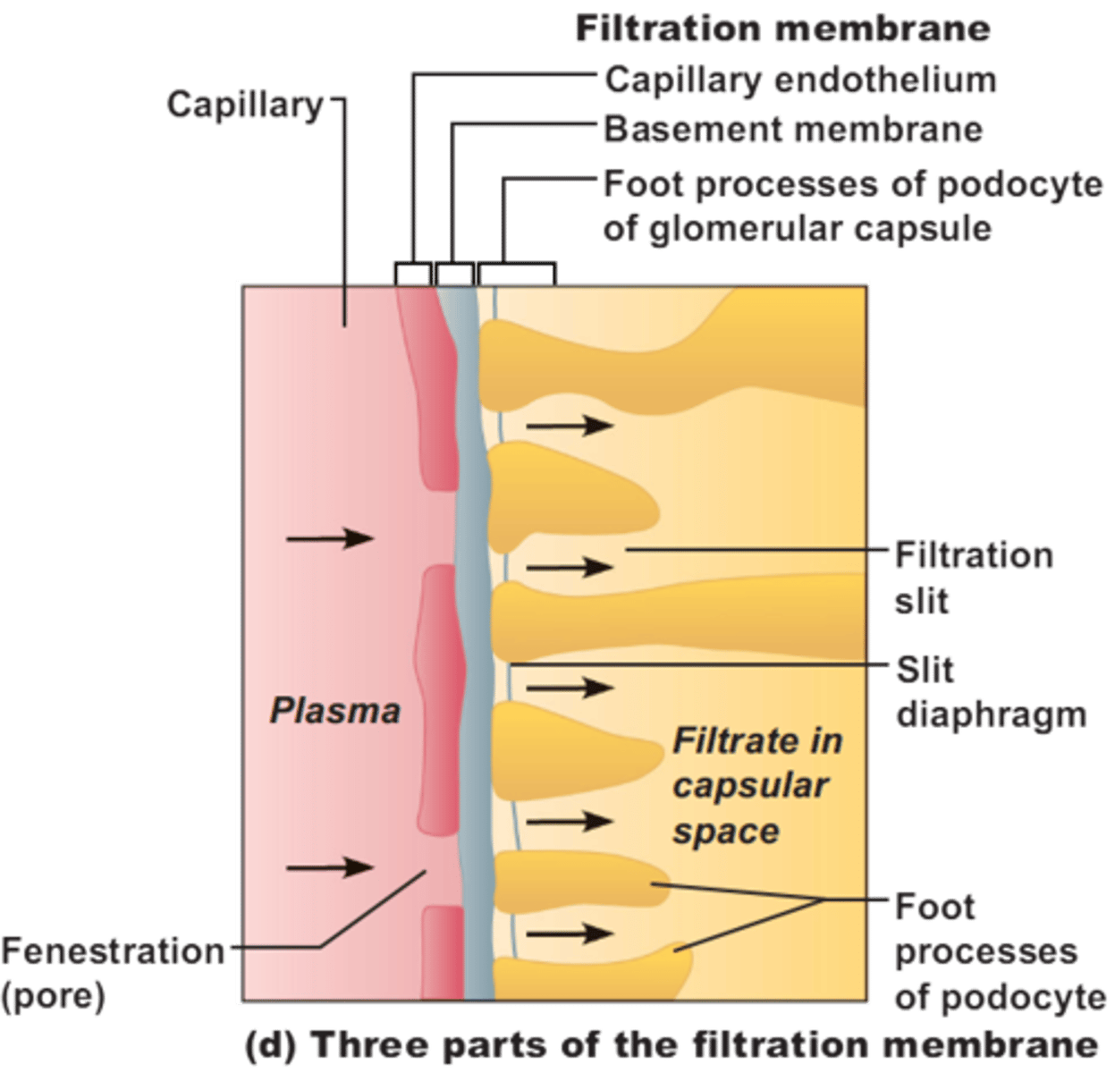 <p>Gaps between podocyte processes surrounding the glomerulus</p>