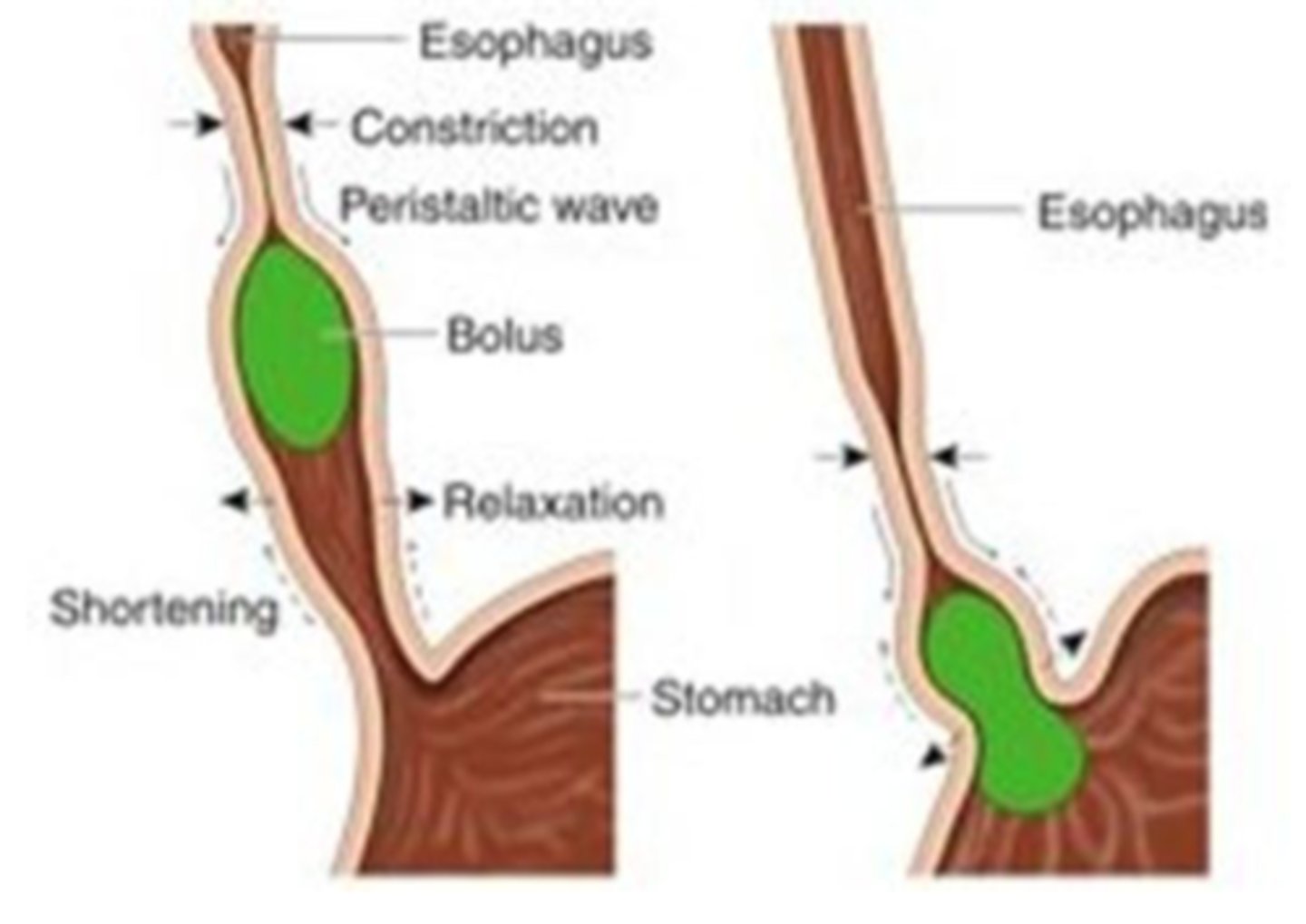 <p>-muscles of esophagus contract and bolus is transported to the stomach</p><p>-epiglottis returns to relaxed position and airway opens </p>
