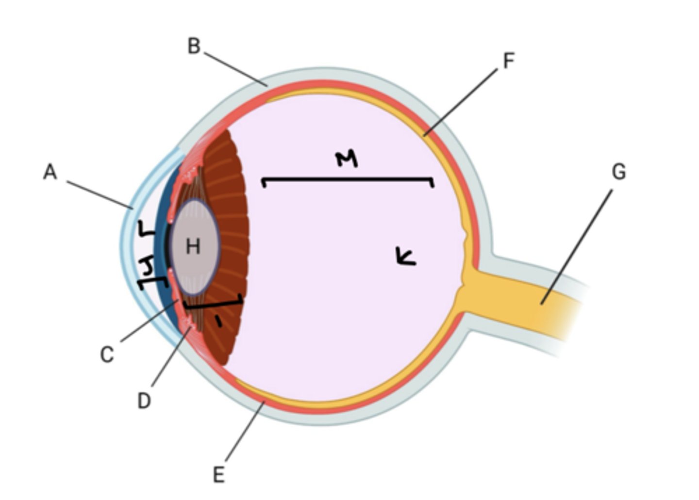 <p>what structure is labeled as A?</p>