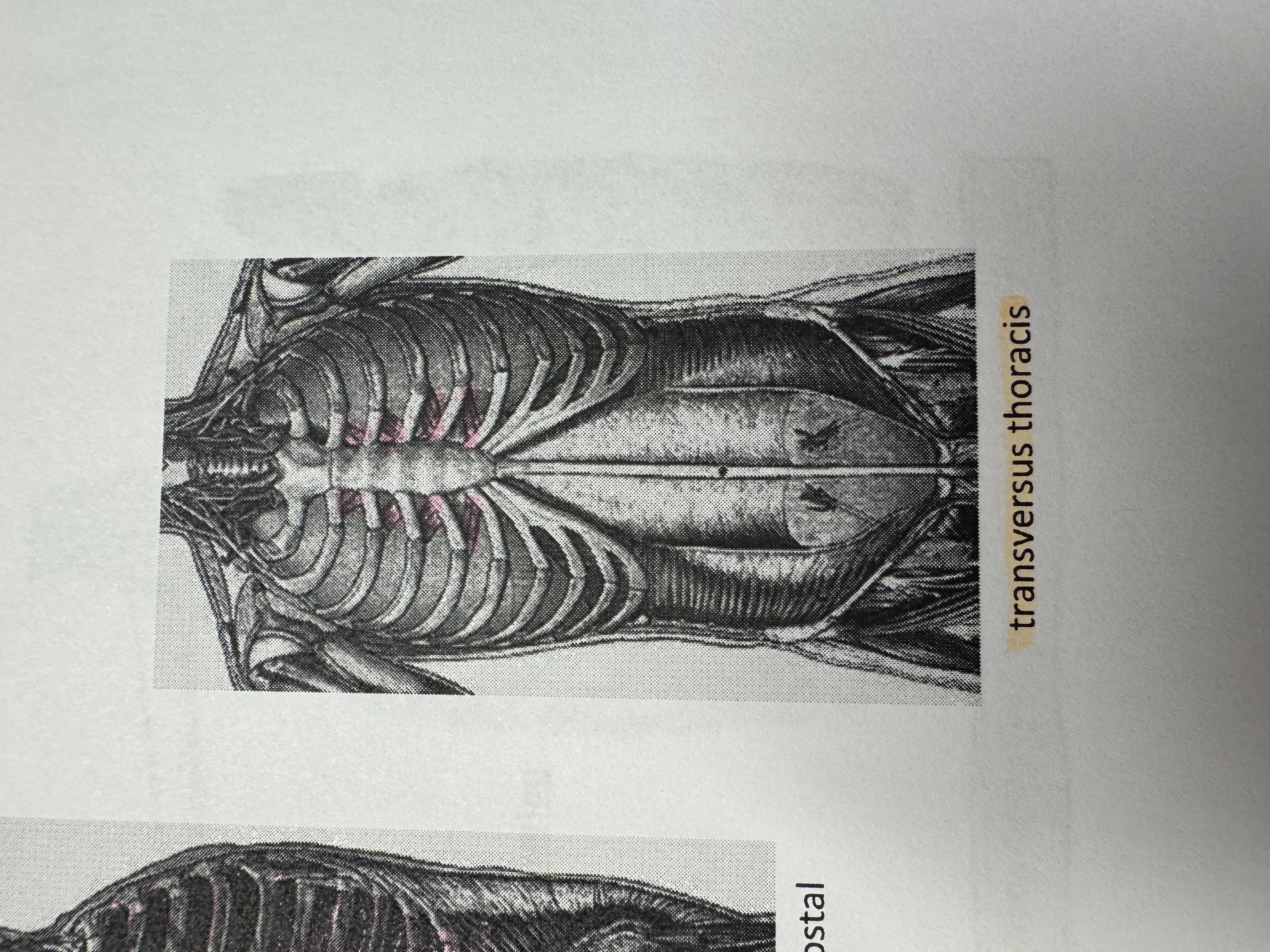 <p>What muscle</p>