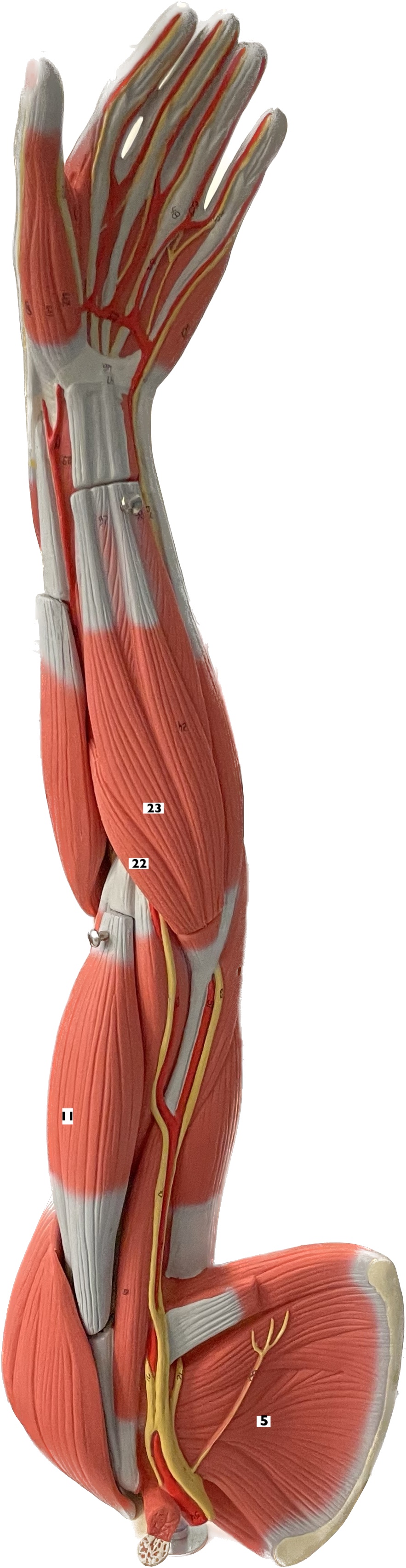 * biceps brachii
* forearm flexion and supination
* origin: coracoid process and supraglenoid tubercle of scapula
* insertion: radial tuberosity