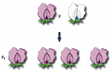 <p><span>From the results above, the F1 generations phenotypic&nbsp;ratio is ______</span></p>