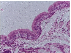 <p>what tissue is this?</p>