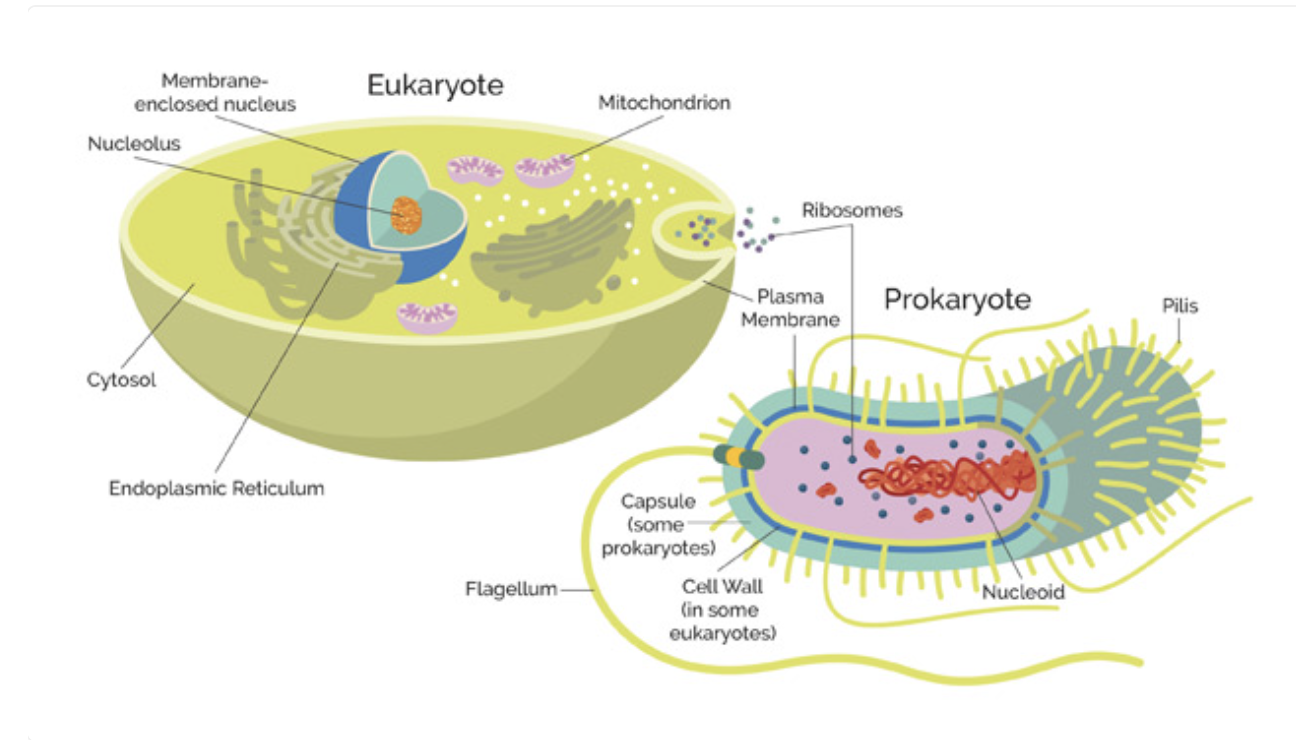 <p>&nbsp;What are the structural differences between prokaryote and eukaryote cells?</p>