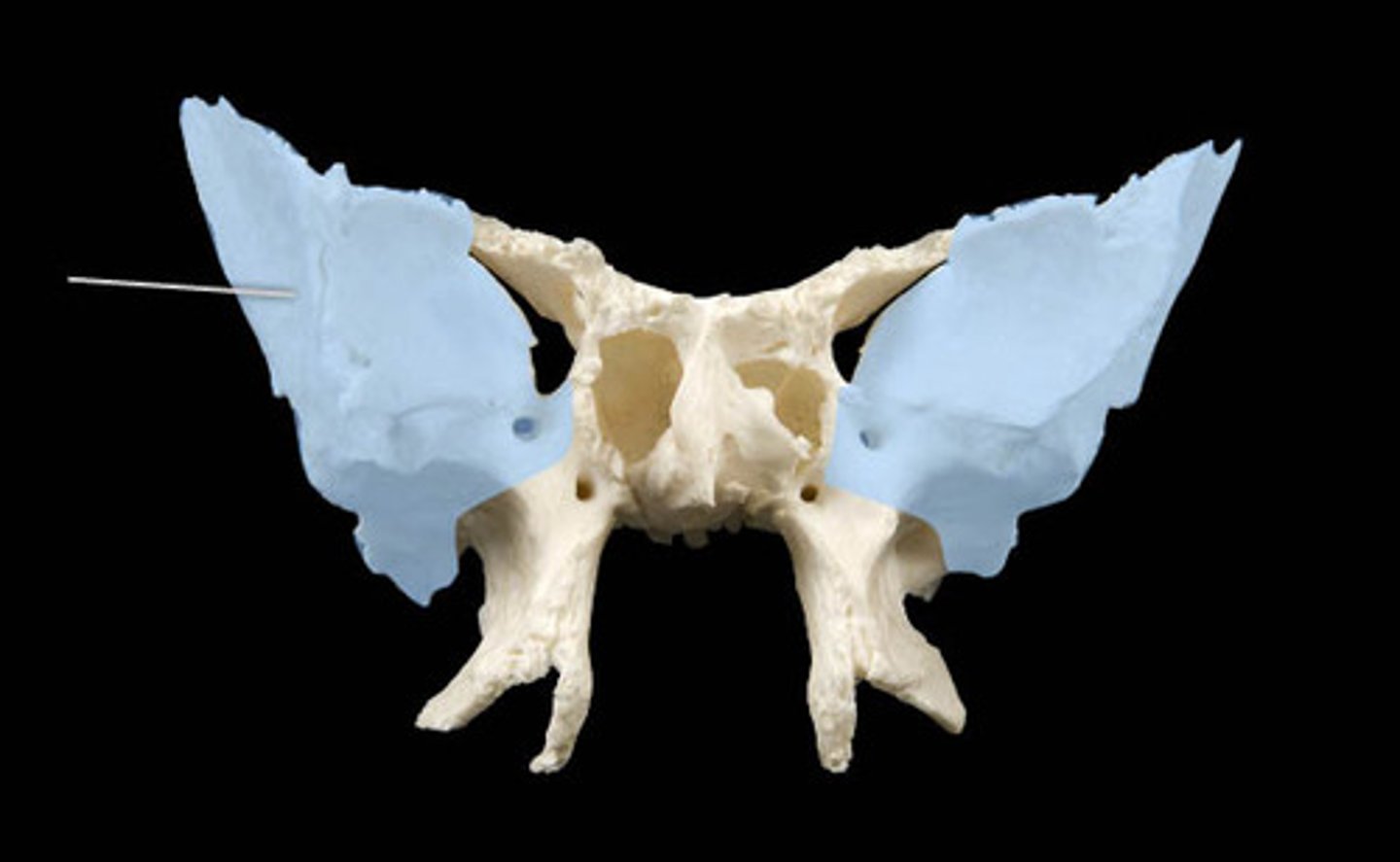 <p>Attached to the body</p><p>Segments that extend the farthest laterally from the body</p>