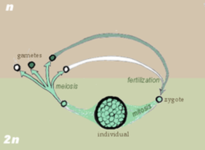 <p>type of life cycle  </p><p>key stage of chnage in the life cycle occurs during production of gametes </p><p>most of lifecycle is spent as a diploid </p>
