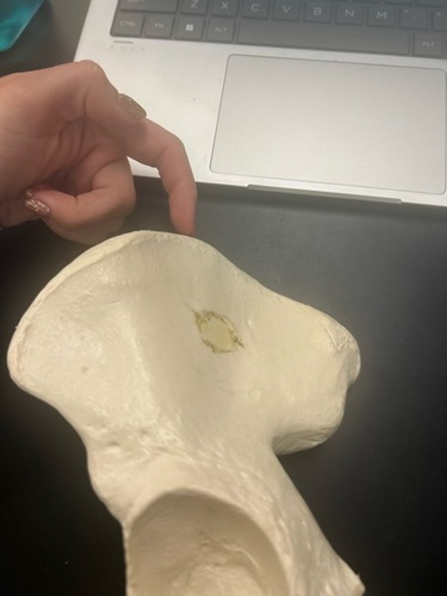 <p>name the bone</p>