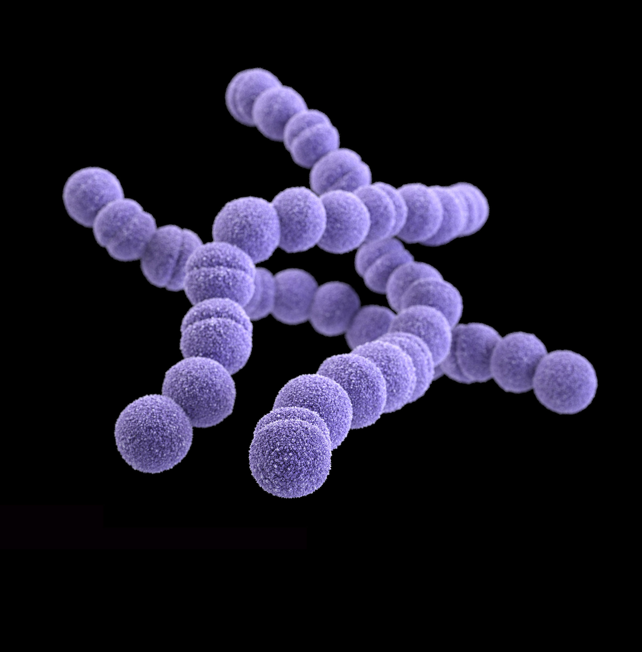 <p>streptococci (microorganisms forming twisted chains)<br>eg. streptodermatitis</p>