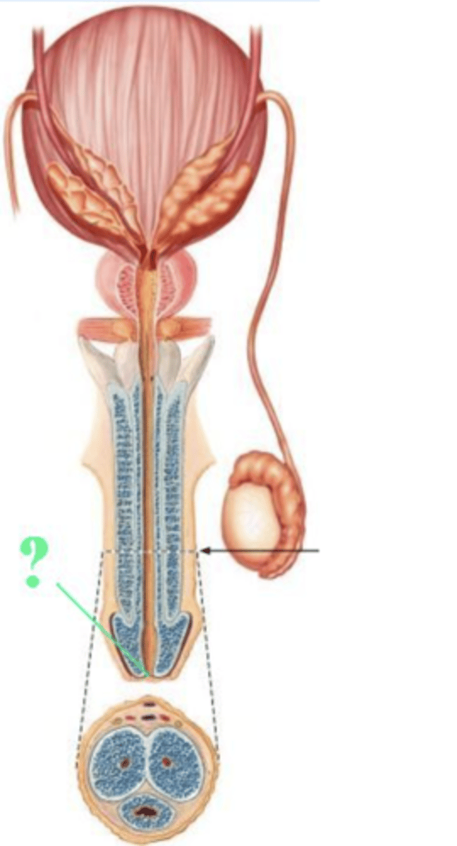 <p>external urethral orifice</p>