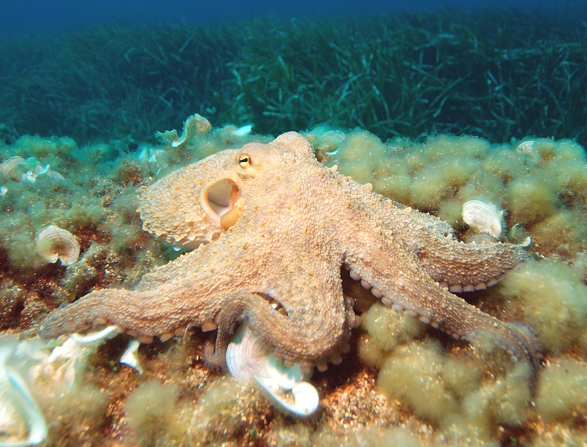 cephalopoda