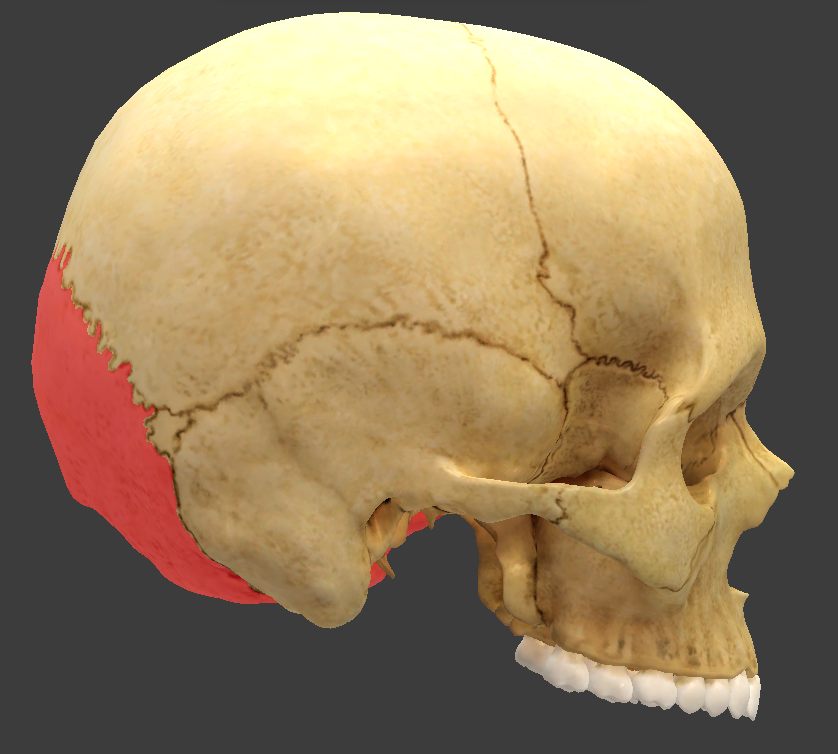 <p>What structure is highlighted in red?</p>