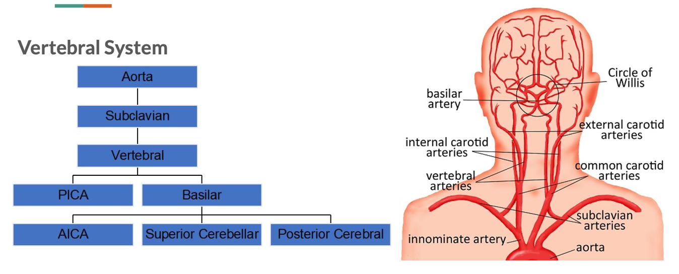 <p><span data-name="black_circle" data-type="emoji">⚫</span><span> </span>At any given time about 25% of the blood in</p><p class="p1">the body is in the brain.</p><p class="p1"><span data-name="black_circle" data-type="emoji">⚫</span><span> </span>Mechanical process of getting blood to the</p><p class="p1">brain begins at the heart, where pumping</p><p class="p1">pressure pushes blood through the arteries.</p><p class="p1"><span data-name="black_circle" data-type="emoji">⚫</span><span> </span>Heart pumps oxygenated blood into the</p><p class="p1">aorta, major artery from the heart.</p>