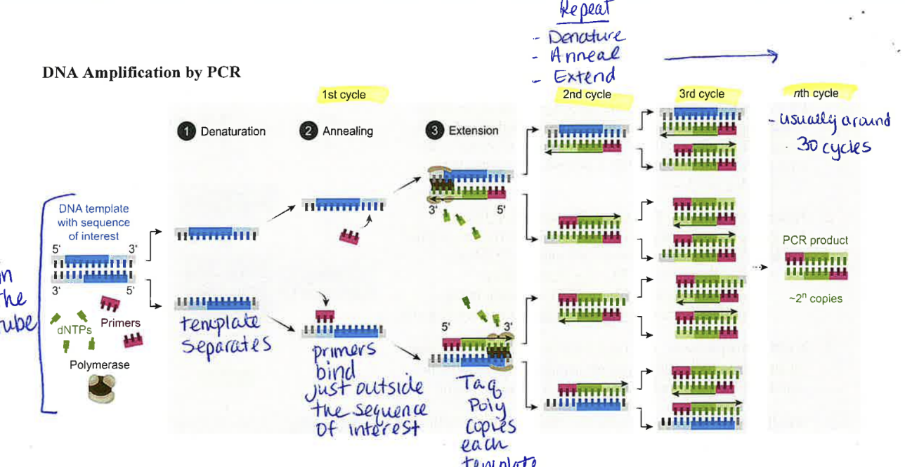 <ul><li><p>PCR is used to make millions of copies of a specific piece of DNA so it can be studied</p></li><li><p>What you need</p><ul><li><p>DNA sample - contains target sequence you want to copy</p></li><li><p>deoxynucleotide triphosphates (dNTPs) - building blocks of DNA</p></li><li><p>taq polymerase - the heat resistant enzyme that builds DNA</p></li><li><p>two primers - they attach to the end of the target sequence </p></li></ul></li><li><p>Procedure</p><ul><li><p>mix everything in a tube</p></li><li><p>heat → dna strands separate (denature)</p></li><li><p>cool → primers bind to target sequence (anneal) </p></li><li><p>extend → taq poly adds nucleotides to build new DNA (extend)</p></li><li><p>repeat</p><ul><li><p>Note: done in a thermocycler to automatically control temp</p></li></ul></li></ul></li></ul><p></p>