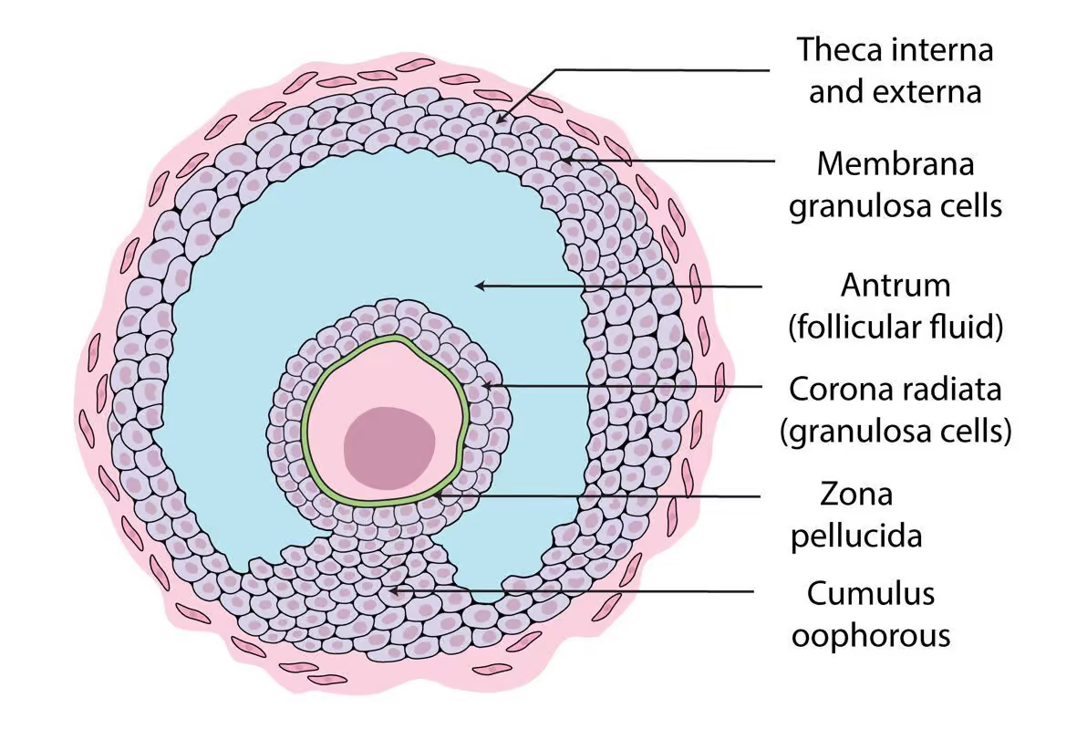 <p>what is the theca interna made of?<br></p>