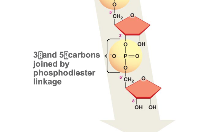 3’ and 5’ carbons of nucleotides are joined by this bond. 