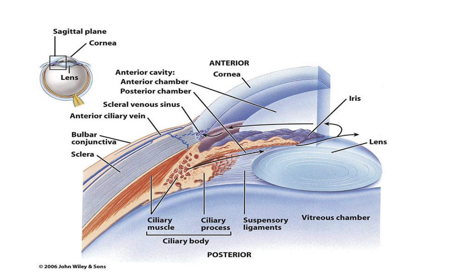 <ul><li><p>Fibrous layer/tunica: sclera and cornea </p></li><li><p>Vascular layer/tunica or uvea: choroid, ciliary body, iris </p></li><li><p>Inner layer/tunica: retina </p></li><li><p>Lens </p></li><li><p>Suspensory ligaments </p></li><li><p>Optic nerve </p></li><li><p>Optic disc </p></li><li><p>Anterior chamber (between cornea and iris) </p></li><li><p>Posterior chamber (between iris and lens) </p></li><li><p>Vitreous chamber (between the lens and the retina)</p></li></ul><p></p>