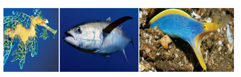 <p>What are characteristics of fish ( most diverse and over half of all vertebrates )  in the subphylum Vertebrata</p>