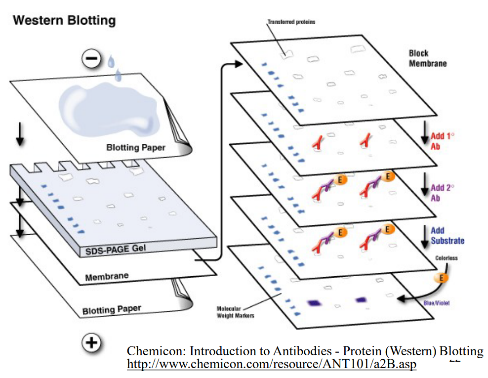 <p>Using a diagram to illustrate, describe an outline for how <strong>Western blotting</strong> is performed. (slide 21 and 22)</p>