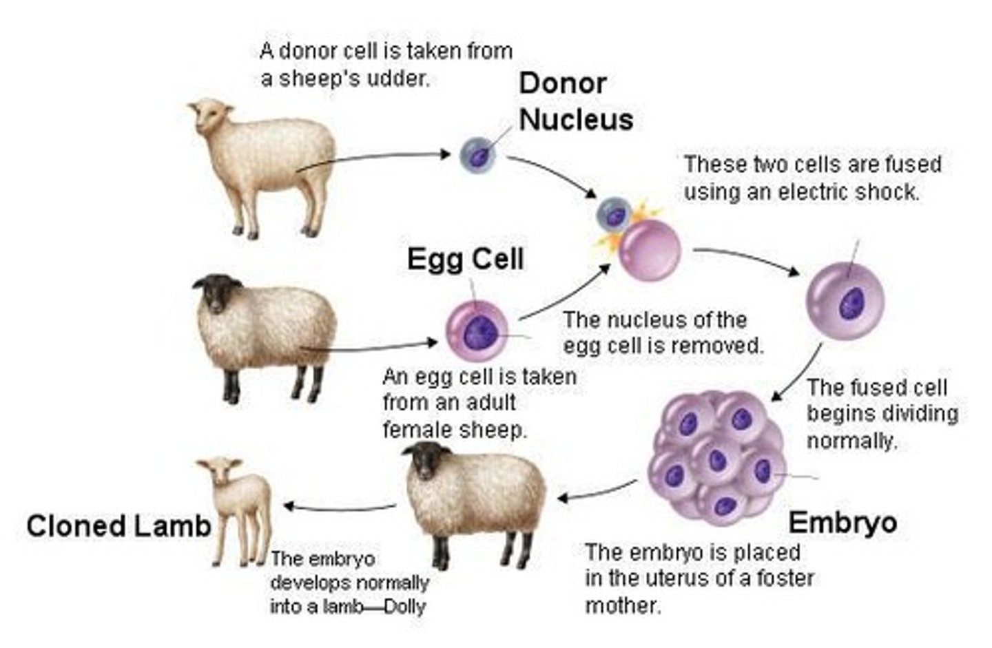 <p>First cloned mammal with short telomeres.</p>