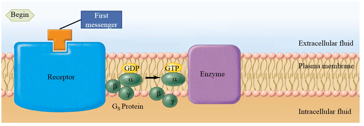 <p>1. <strong>Binding of first messenger</strong> to receptor causes <u>conformational change</u> in receptor. 2. Affinity of α-subunit for <u>GTP increases</u>; GDP dissociates, <strong>GTP bind.</strong> 3. GTP-bound α-subunit <strong>dissociates</strong> from β and γ; <u>moves to enzyme</u>. 4. There are different types of G-proteins: If the G-protein is a Gs protein, it stimulates or activates the enzyme (S= stimulatory); if the G-protein is a Gi protein, it inhibits the enzyme (I= inhibitory). 5. Altering the activity of the enzyme alters the production of a second messenger by the enzyme in the cytosol</p>