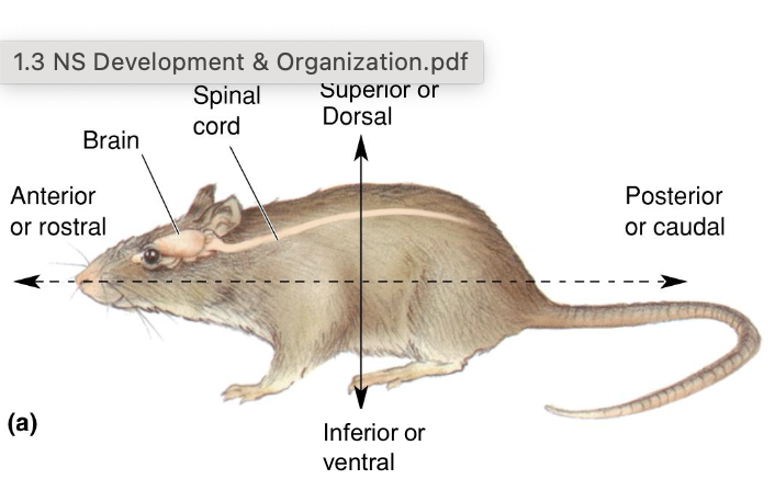 <p>towards the back/tail</p>