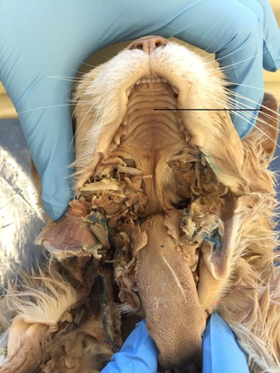 <p>roof of the mouth</p>