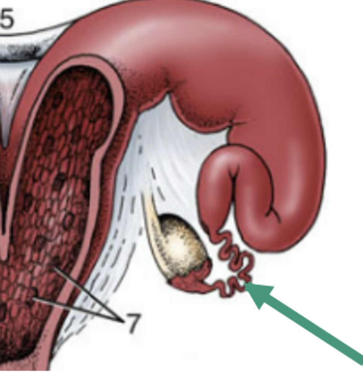 <p>-"uterine tubes"</p><p>-carry ovulated oocyte to uterus</p><p>-where fertilization occurs (sperm+egg)</p>