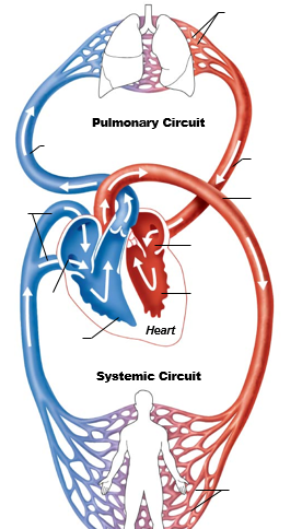 <p>Order of blood flow of pulmonary circuit </p>
