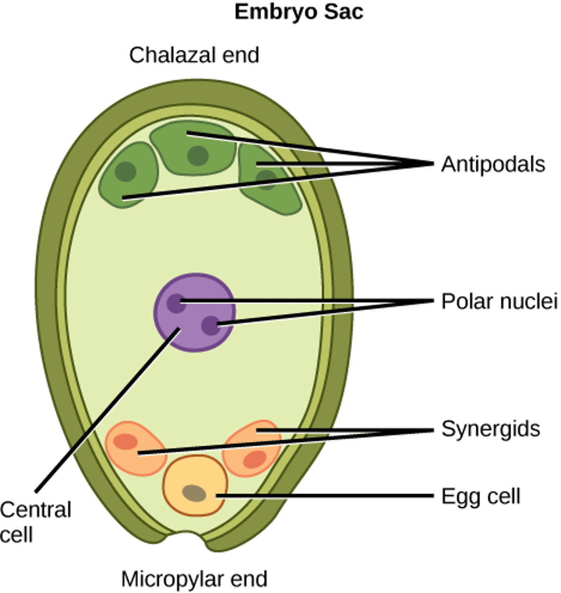 <p>2 polar nuclei<br><br>(Note: 2 haploid cells)</p>