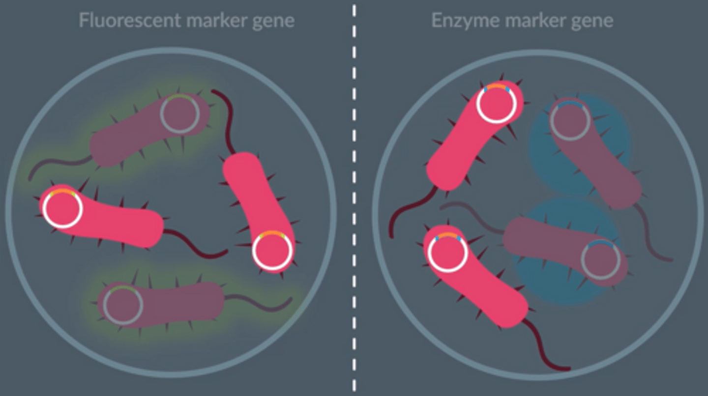 <p>DON'T display the observable property.</p><p>(Like adding random words into the middle of a sentence; it won't make sense anymore.)</p>
