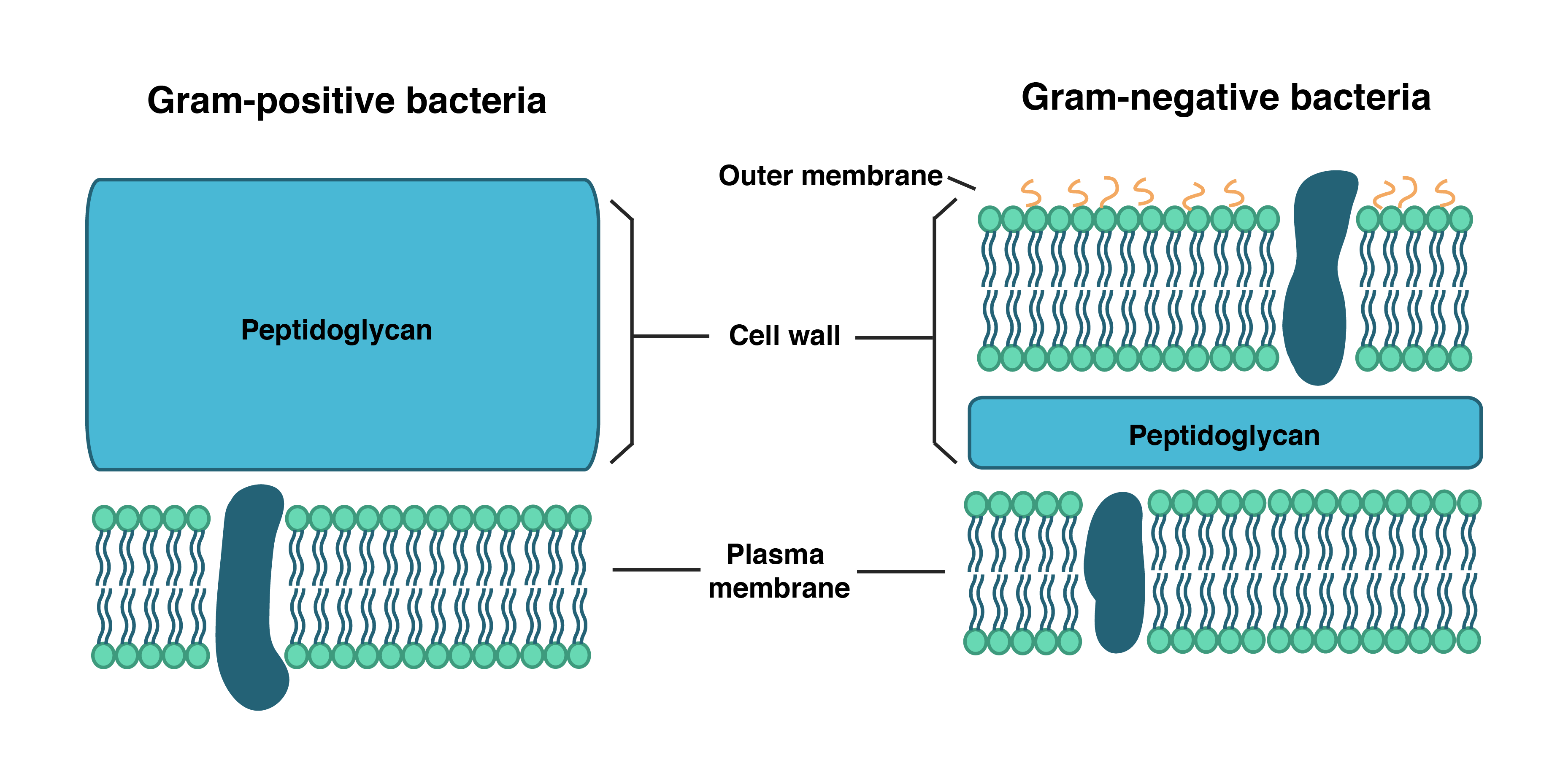 <p>function of the <strong>cell wall (bacterial)</strong></p>