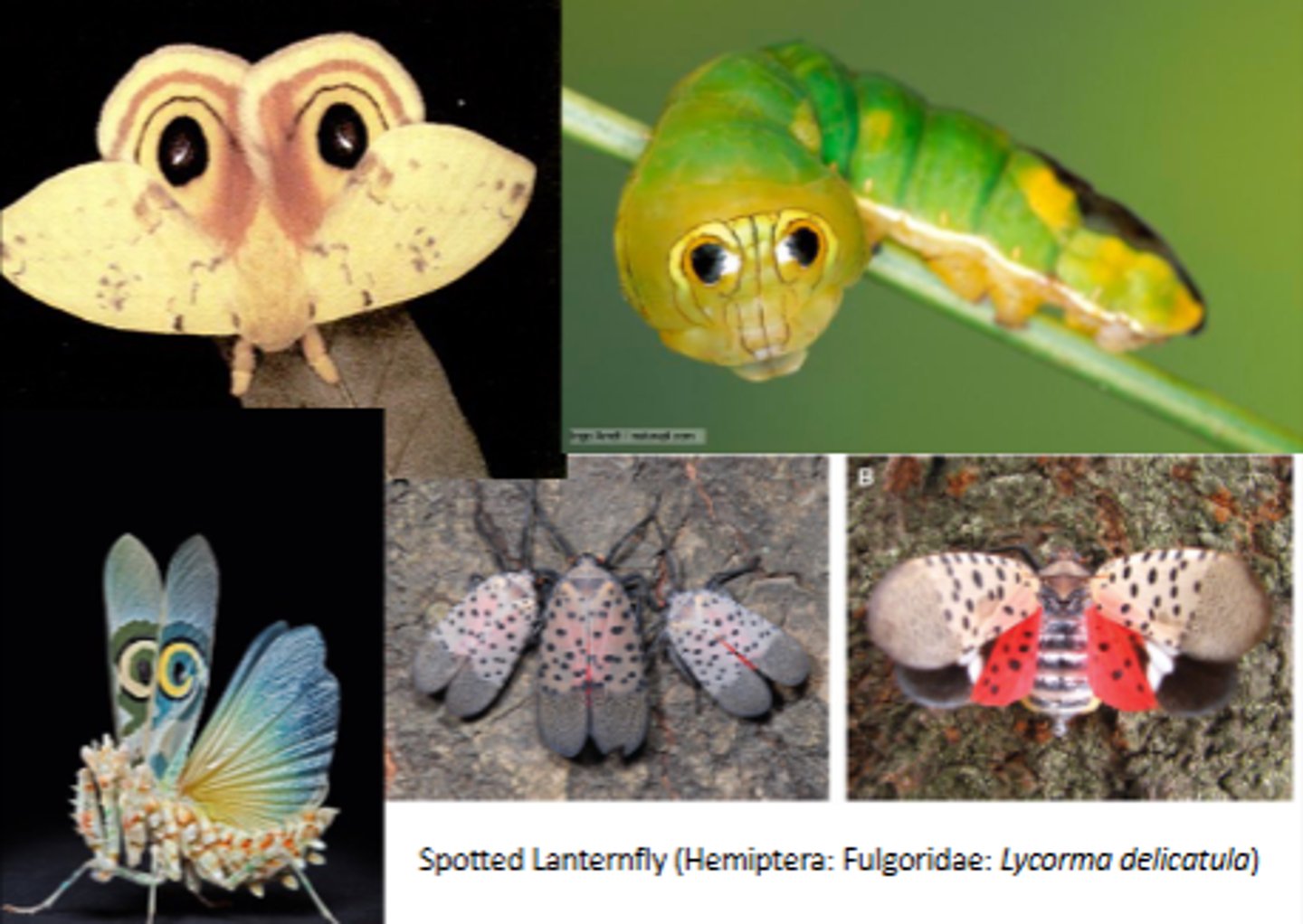 <p>hemiptera: fulgoridae: spotted lantern fly</p><p>lepidoptera</p>