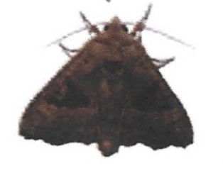 <p>ఇది ఏమిటి?</p>