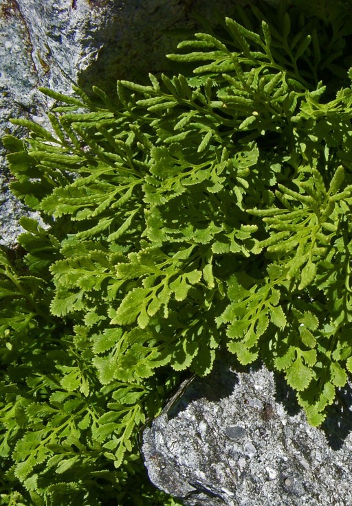 <p>American parsley fern</p>