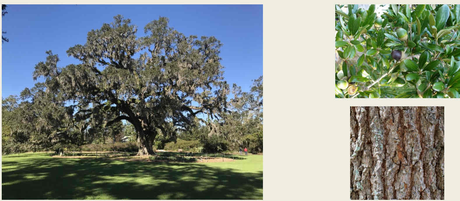 <p></p><ul><li><p>Just call it “live oak” on your quiz</p></li><li><p>Thick branches, tree-like growth</p></li><li><p>Flat, uncurled leaves</p></li><li><p>Pointed “tine” at the end of the leaves</p></li><li><p>“Smooth” bark</p></li></ul><p></p>