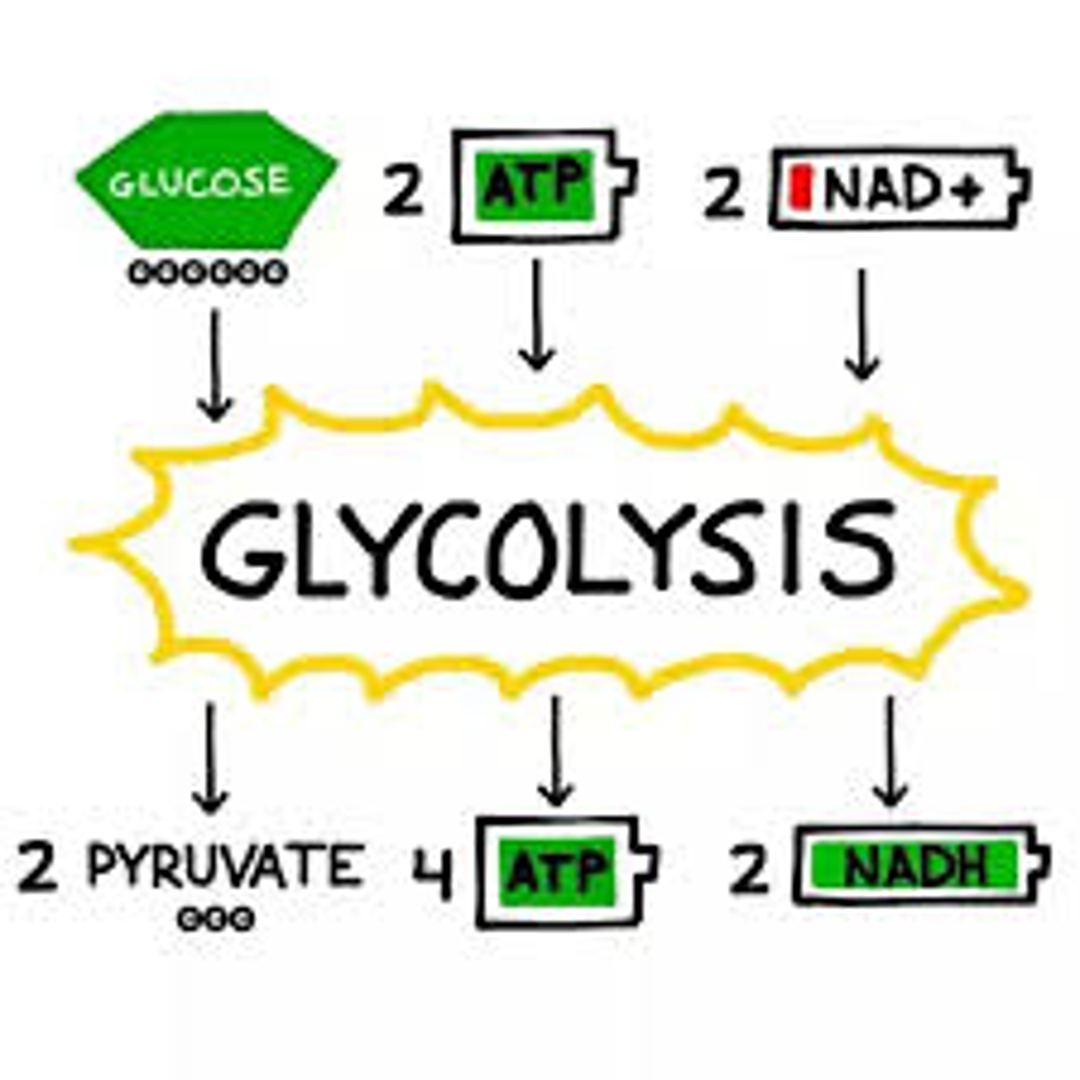 <ul><li><p>the breakdown of glucose</p></li><li><p>1 glucose molecule → 2 pyruvate molecules, 2 NADH and 2 ATP molecules</p></li><li><p>occurs in the cytoplasm of the cell</p></li><li><p>anaerobic</p></li></ul>