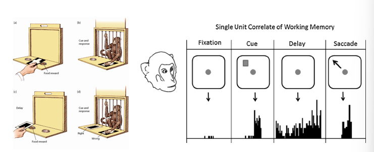 <p>aka short-term memory</p><p>delayed match-to-sample task with monkeys:</p><ul><li><p>monkey learns the rules where food reward is under the card with a cross on it </p></li></ul><p>delayed non-match-to-sample:</p><ul><li><p>switch the rule to make sure the monkey isn’t just responding to what he saw last - monkey learns the food is at the location that ISN’T cued</p></li><li><p>delay period had nothing on the screen </p></li></ul><p>results showed regions of prefrontal cortex had neurons that the monkey needed to remember were still firing in the delay</p>