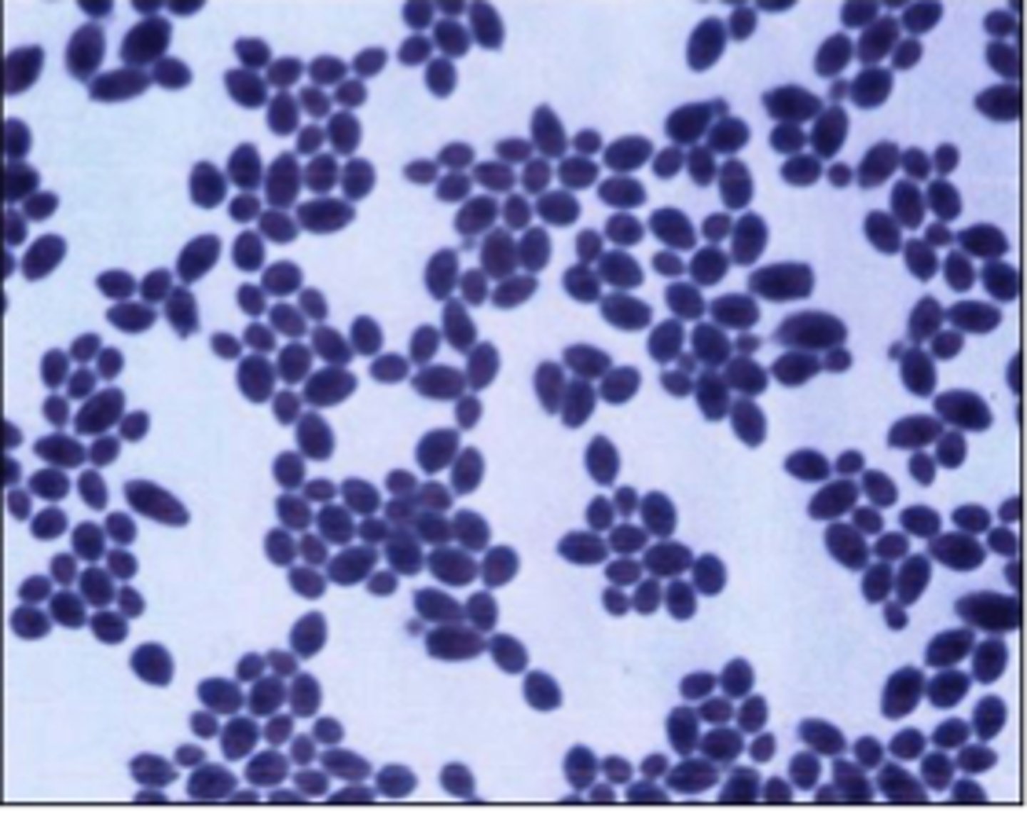 <p>A dog with chronic skin infection is sampled. Culture on BA yields cream-colored shiny colonies with a yeast odor. Gram stain shows budding yeast with occasional pseudohyphae. </p>