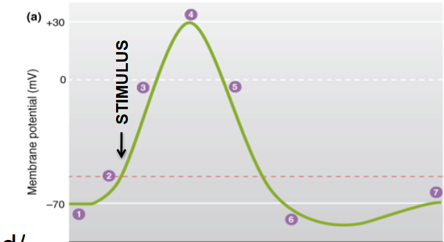 <p>at which stage is Na+ conductance (G)  greatest?</p>