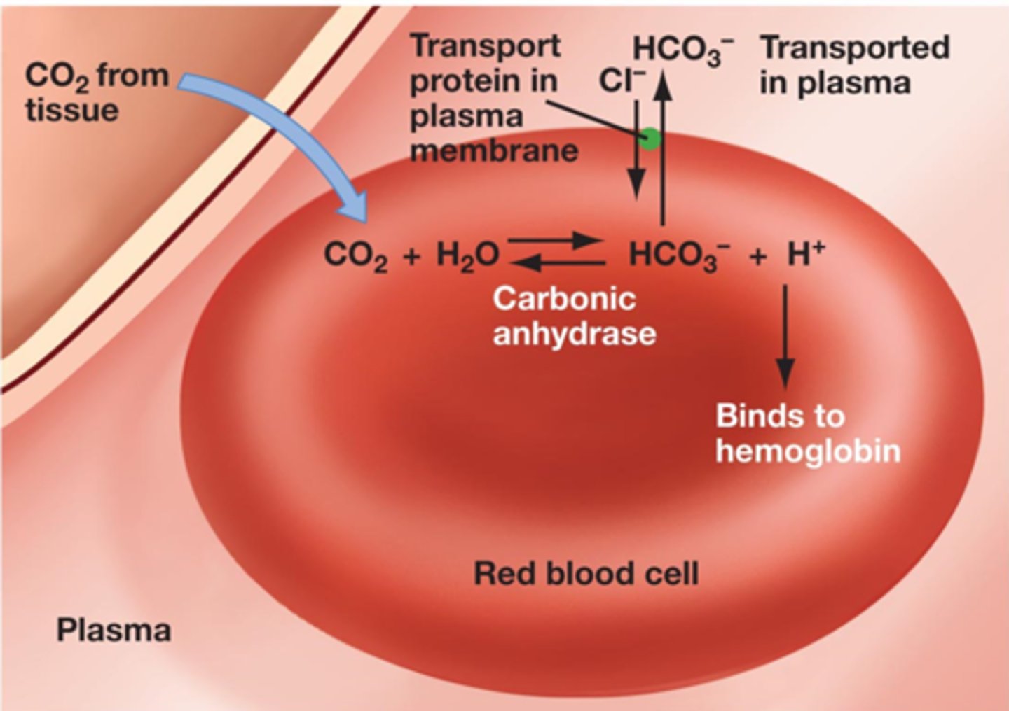 <p>Two major effects:<br>1. Conversion to bicarbonate and binding to hemoglobin maintains diffusion gradient for CO2.<br>2. Free H+ lowers pH near hemoglobin, which affects the saturation curve.</p>