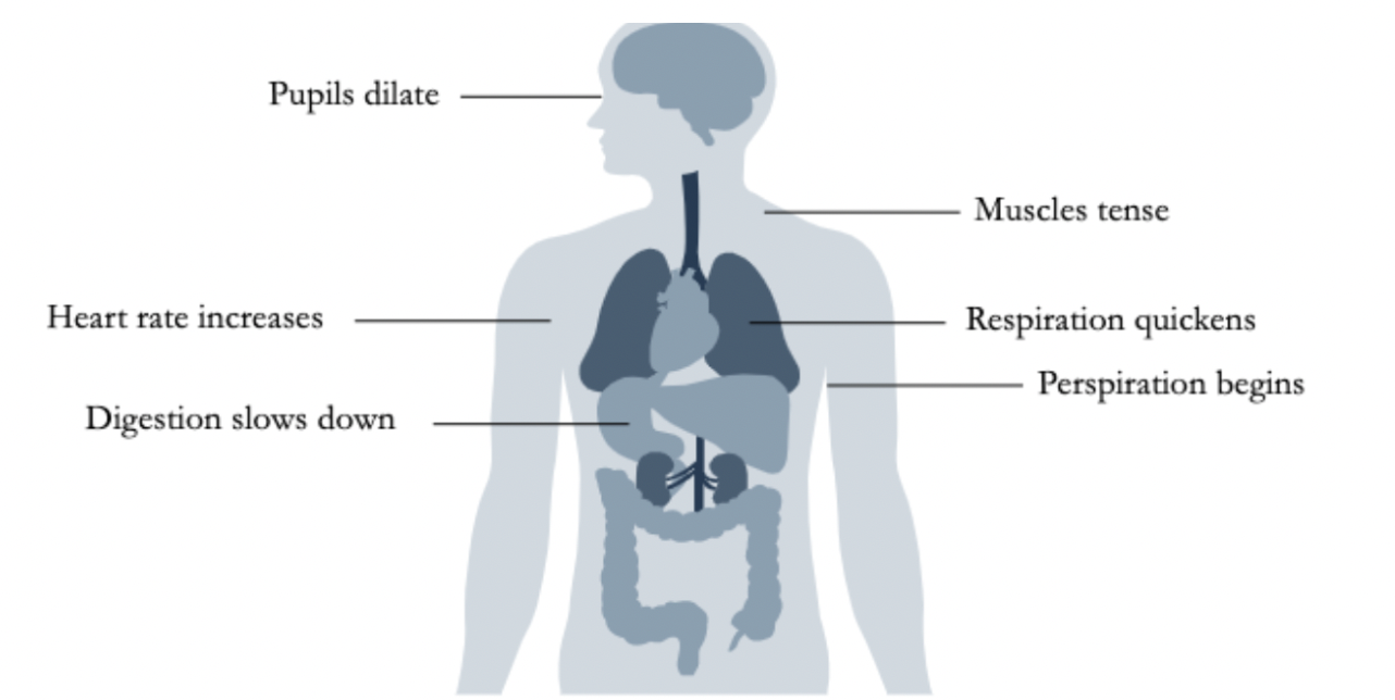 * Being able to deal effectively with a stressor is important 
* Physical and psychological responses that come with stress are important 
* SAM Axis is basically the alarm phase
  * Reactivity: 
    * Challenge reactivity 
      * Heart rate increases 
      * Blood vessels expand 
      * Enhanced performance 
    * Threat reactivity 
      * Heart rate increases 
      * Blood vessels constrict 
      * Inhibited performance