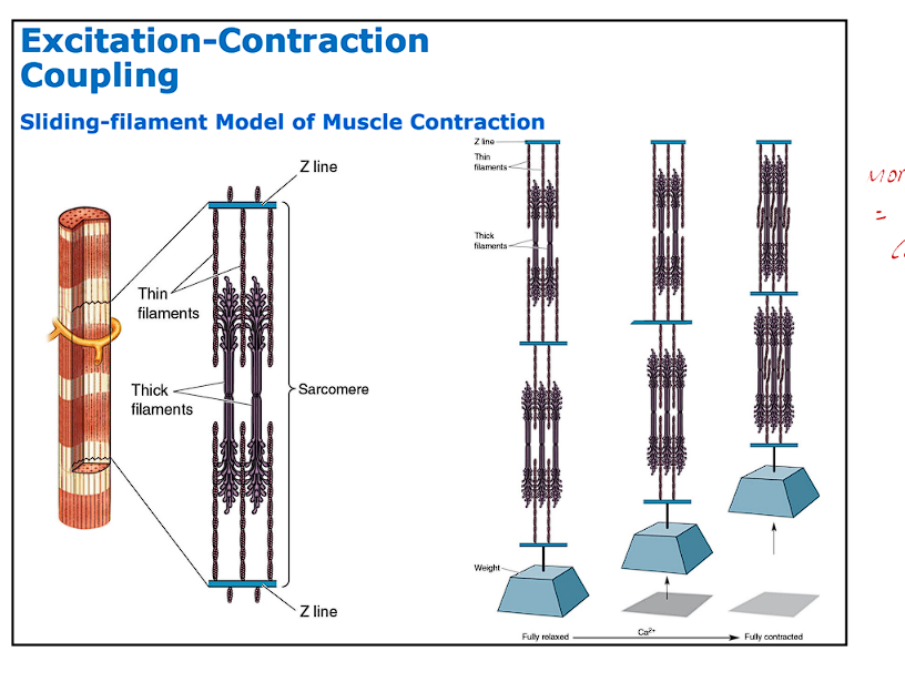 <p>What is the molecular basis for Muscle Contraction (Z line stuff)</p>