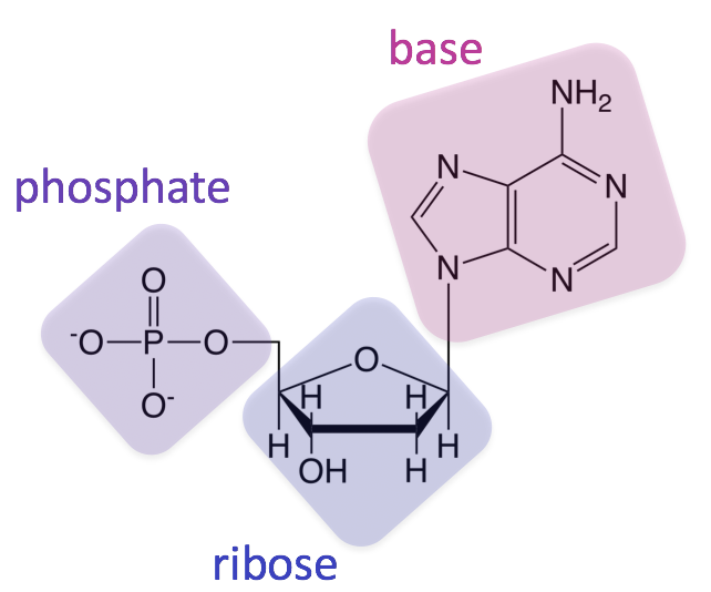 <p>(DNA and RNA) are polymers of nucleotides. the genetic information is stored and communicated through the order of these nucleotides. nucleotides consist of a five-carbon sugar (deoxyribose or ribose), a nitrogenous base (adenine, thymine, cytosine, guanine, or uracil), and a phosphate group. nucleotides have directionality in that the phosphate group is always attached to the 5’ carbon in the sugar, and the 3’ carbon always has a hydroxyl group to which new nucleotides may be added.</p>