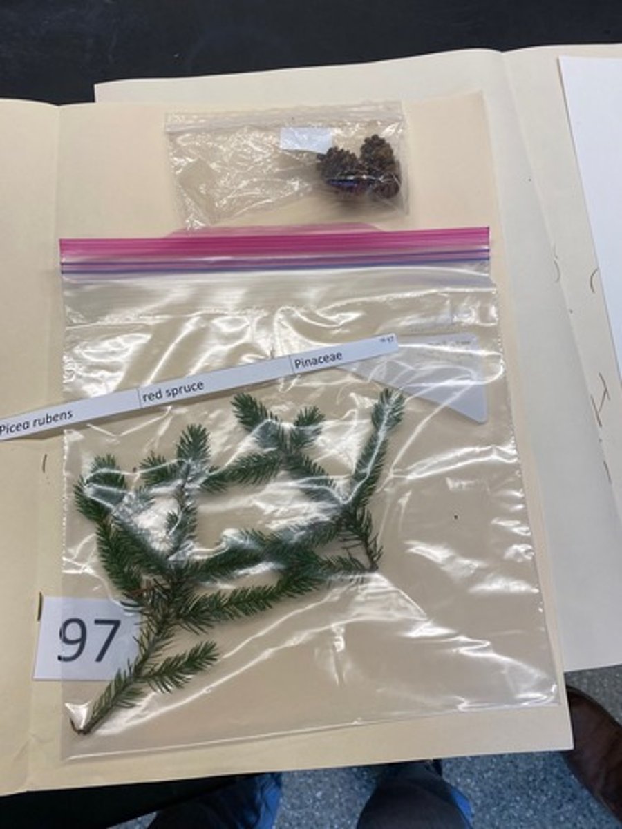 <p>Picea rubens (Pinaceae)</p>